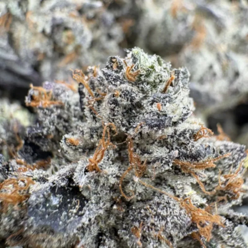 95 Dead flowering cannabis, as labeled by the cited image source
