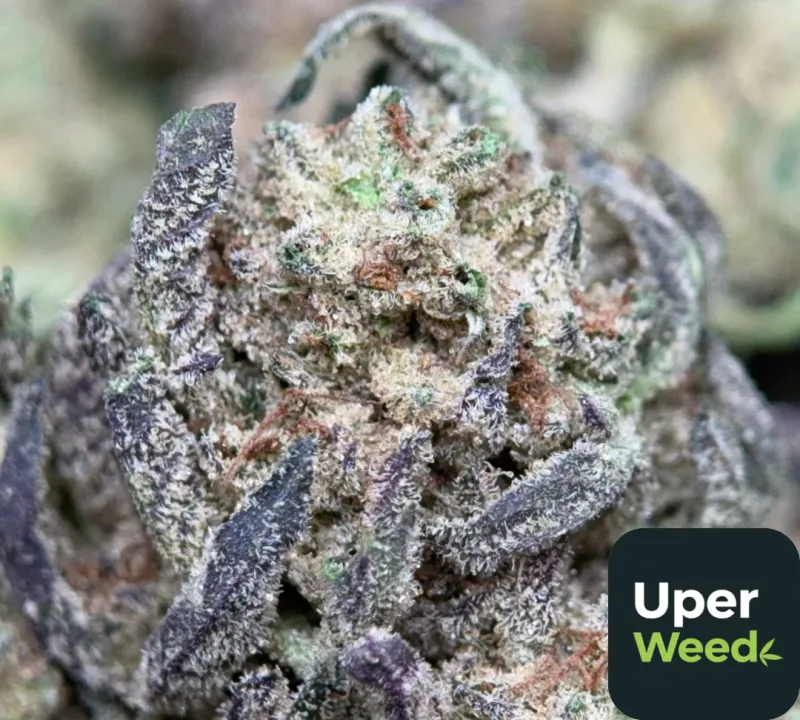 Alien Cookies photo 1