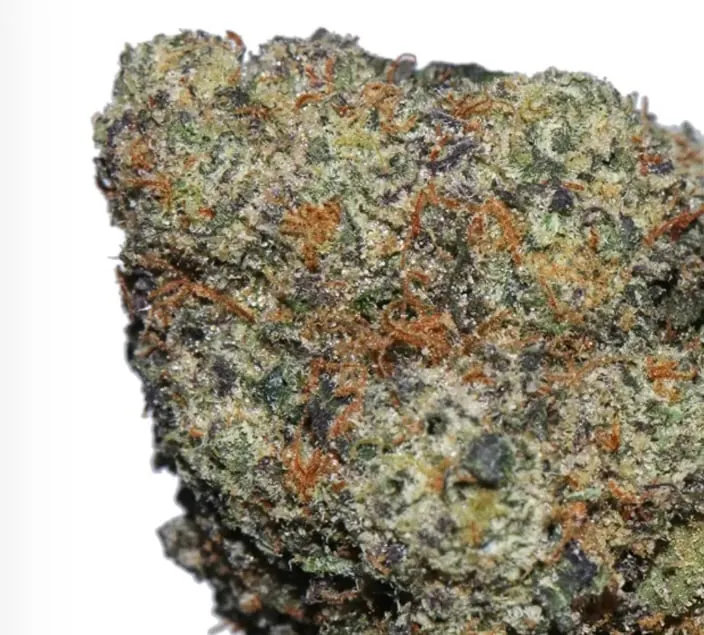 BC Pink Rockstar photo 1