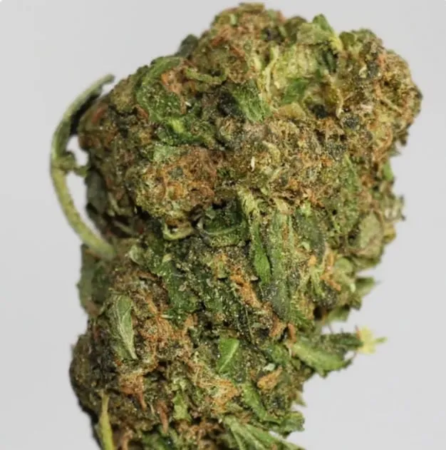 Black D.O.G photo 1