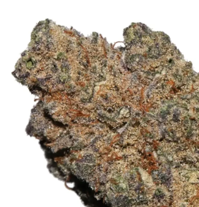 Black Truffle photo 1