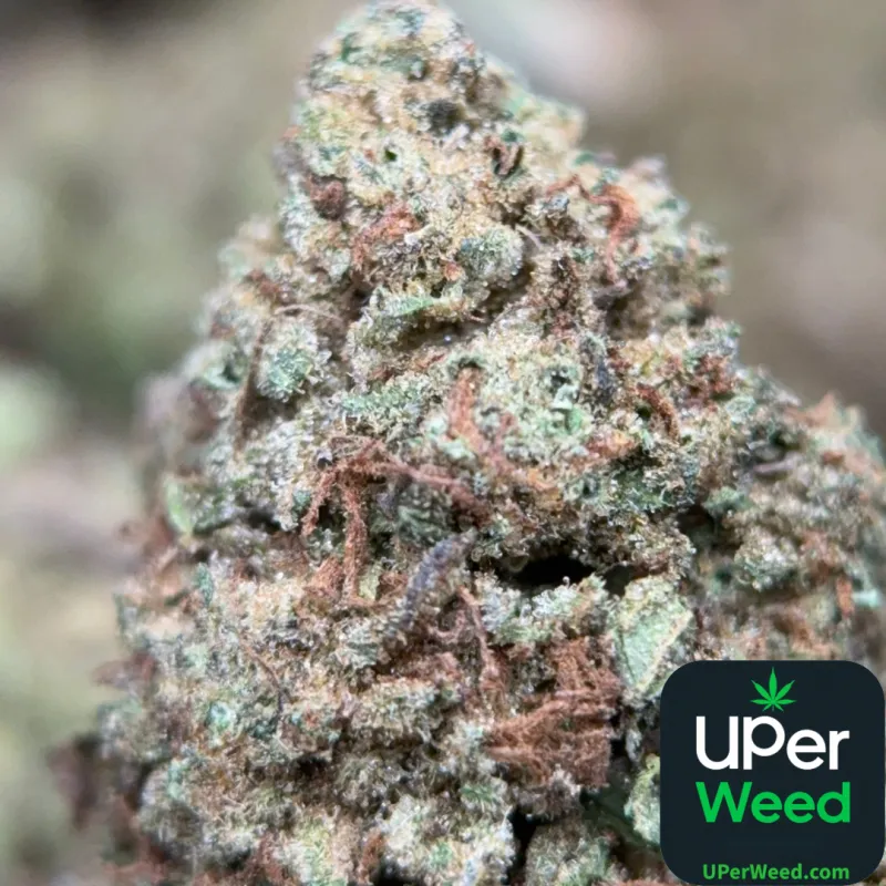 Muffin Indica - 4Oz Bulk Deal for $200 photo 1
