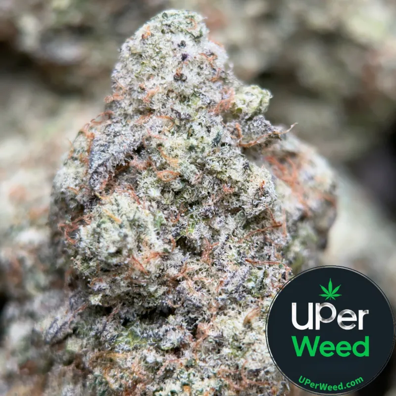 Phoenix Haze photo 1