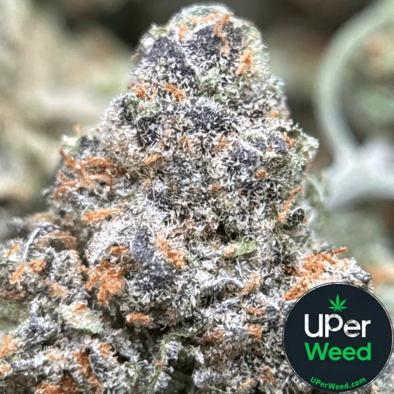 Purple Cookies Bomb photo 1